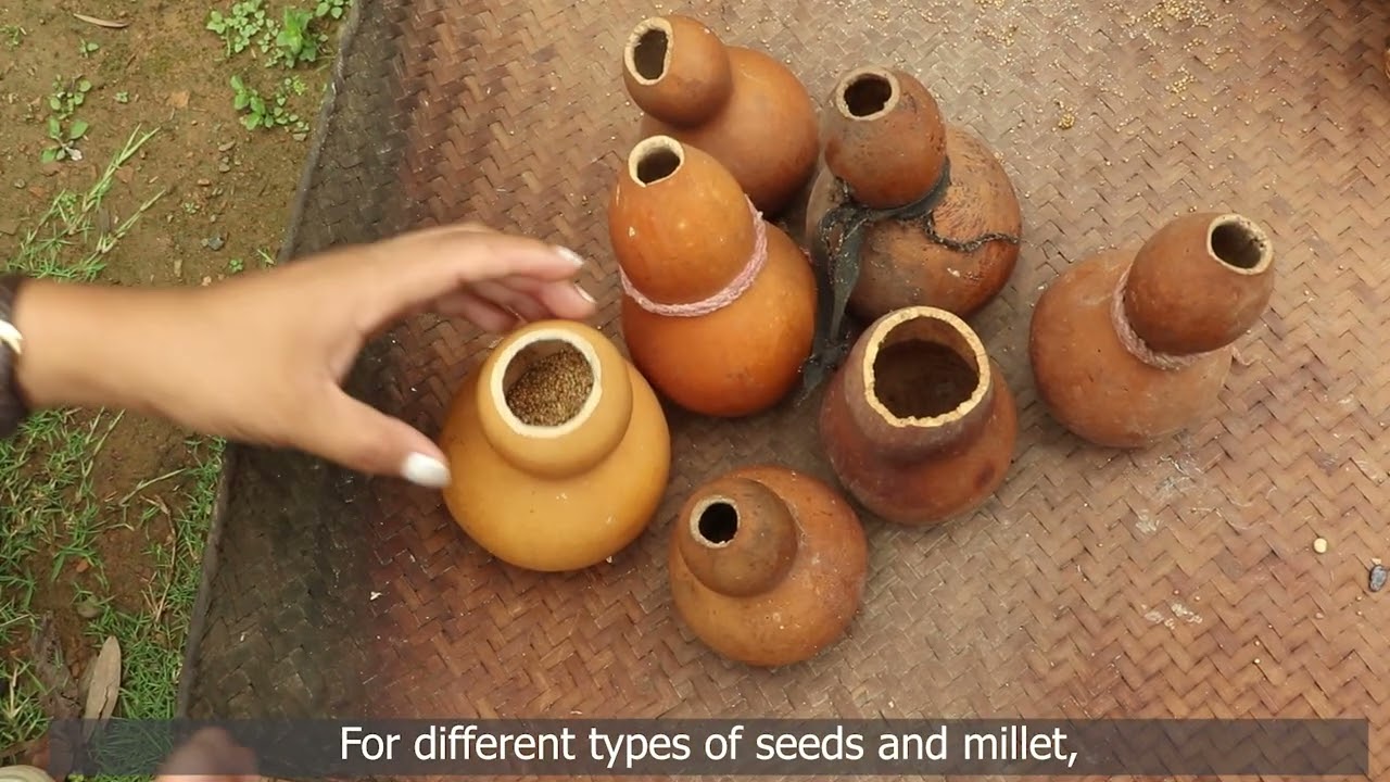 The Last Seeds: Indigenous seed preservation in Nagaland, India