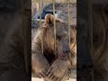 الدب السوري الدب السوري