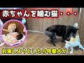 猫が赤ちゃんを噛むので、対策しようとしたらえらいことになった【甲斐犬一休と赤ちゃん】
