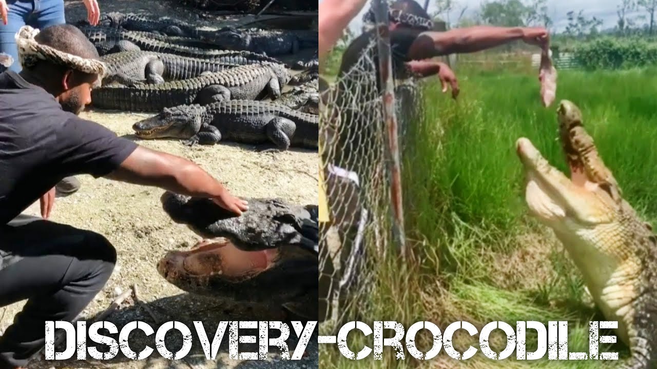 Discovery Animals Pet and dangerous Crocodile ( man with crocodile