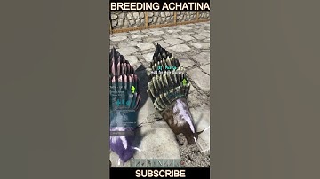 Breeding achatina in ark survival evolved in tamil.  baby achatina in ark tamil.