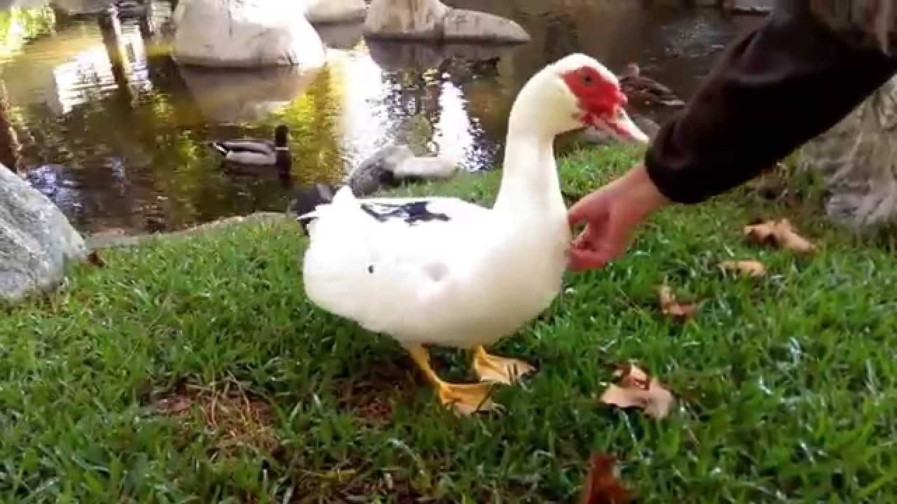 Duck really enjoys being petted YouTube