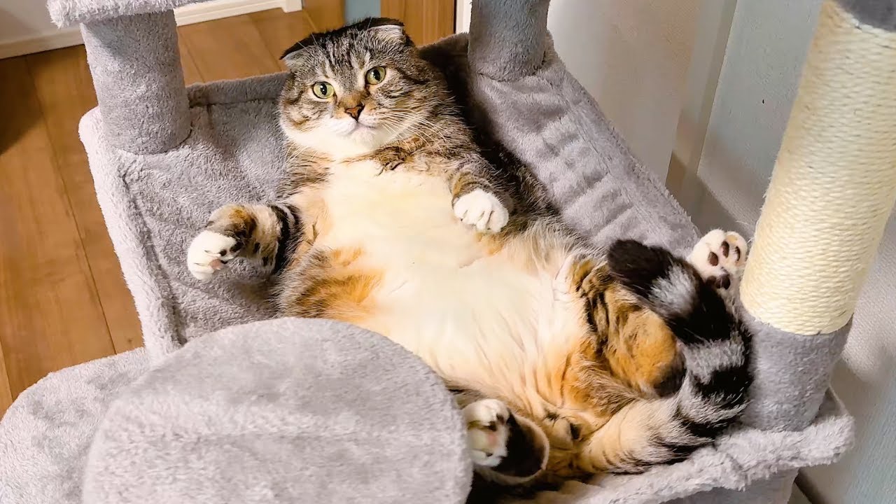 大型猫用のドデカハンモックタワーに自力登頂チャレンジ！🤣🤣🤣