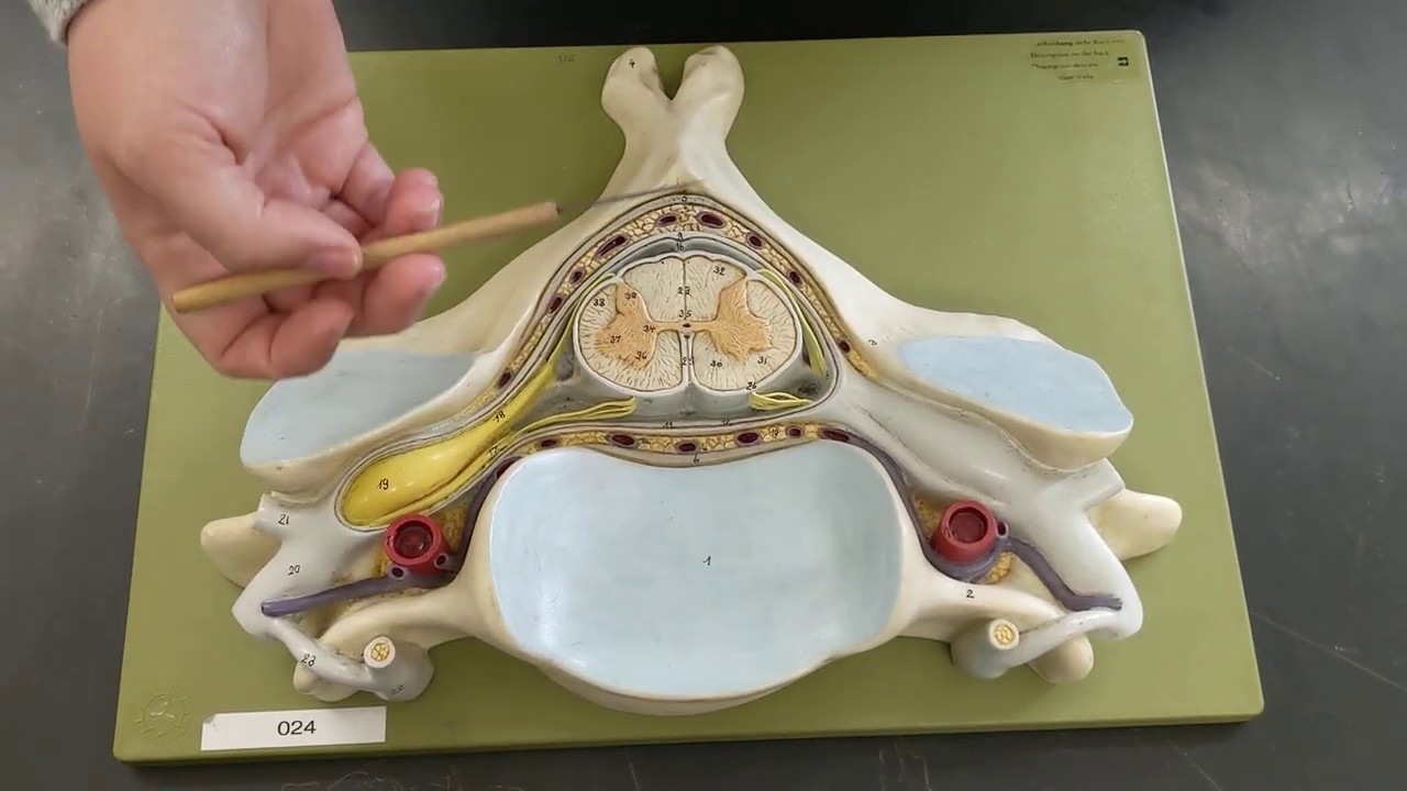 GUIDED VIDEO: Spinal chord cross-section model