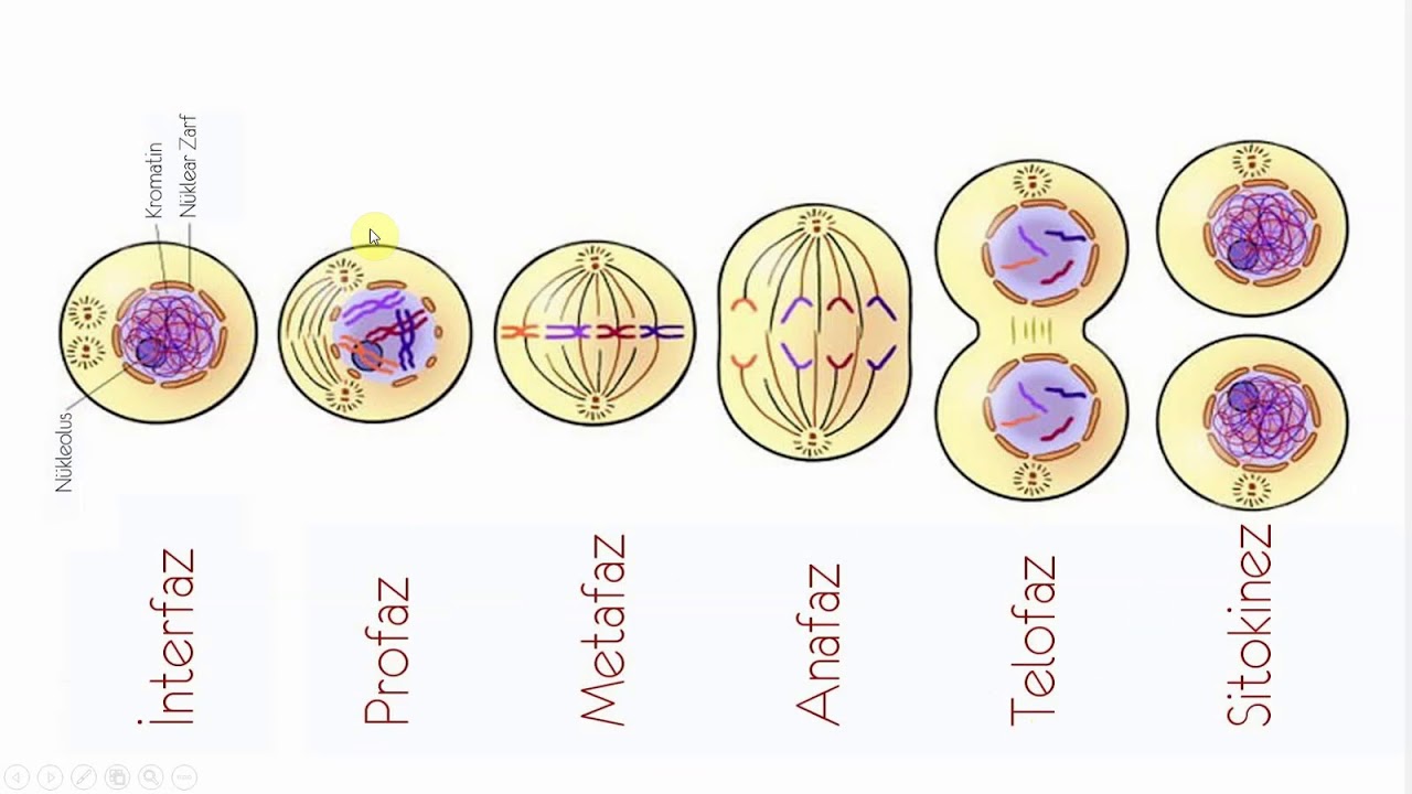 Çoxalma - ontogenez