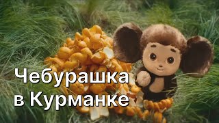 Чебурашка В Курманке