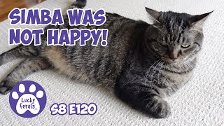 Six Hours At The Animal Hospital! Making Changes For Simba - Lucky