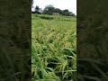 Batao konsi fasal hai ??? #villagelife #punjabisong #agriculture #enjoy #shorts