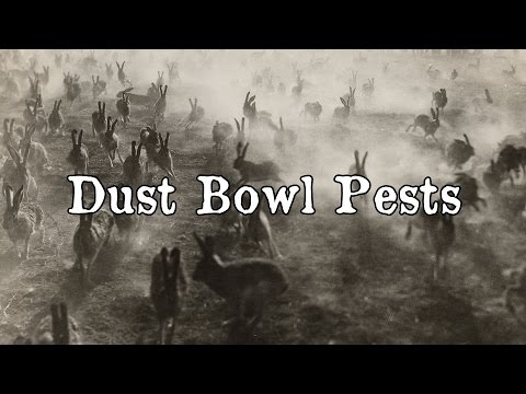  History Brief: Dust Bowl Pests