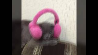 Помогите найти кота очень сильно прошу Помогите найти кота очень сильно прошу