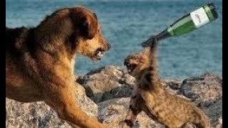 Brave Cats VS Dogs Funny Compilation 2018 - Funny Animals Compilation by TimeSquad 696 views 5 years ago 11 minutes, 56 seconds