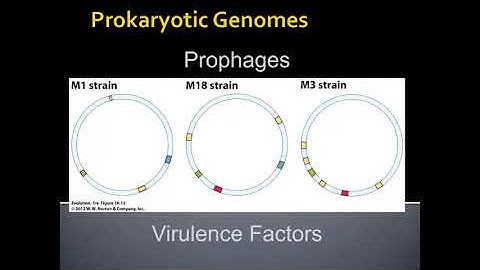 Unit 3.1.3 Viral and Prokaryotic Genomes
