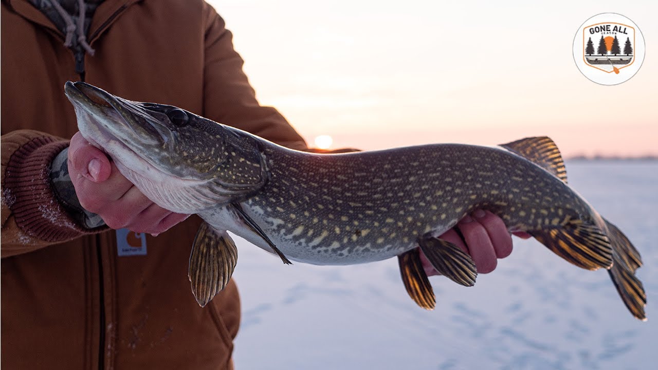 Ice Fishing for WISCONSIN PIKE!! Tip Up tricks and tactics YouTube