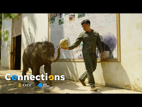 Uncover China's wildlife kingdom | Connections