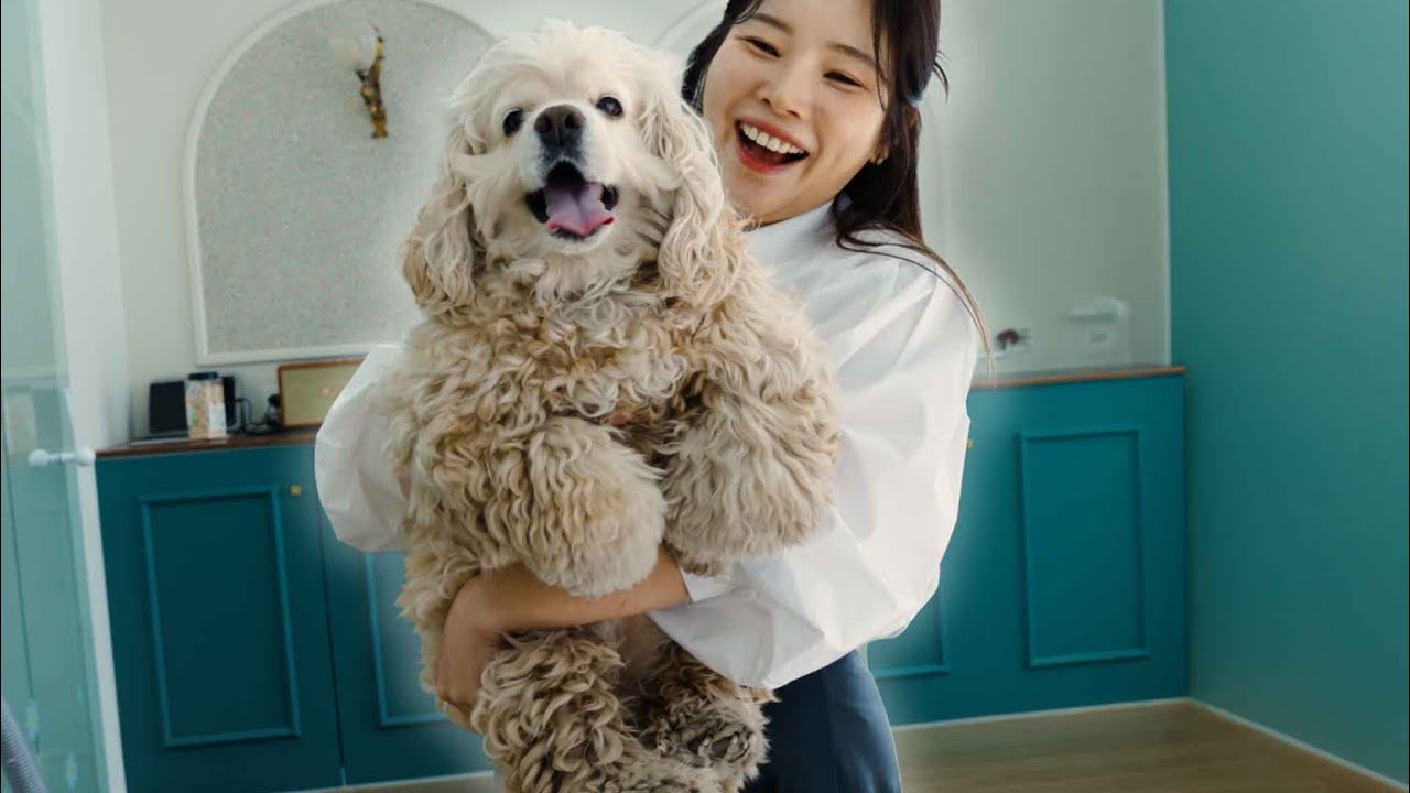 추억속 코카스파니엘이 돌아왔습니다‼️
