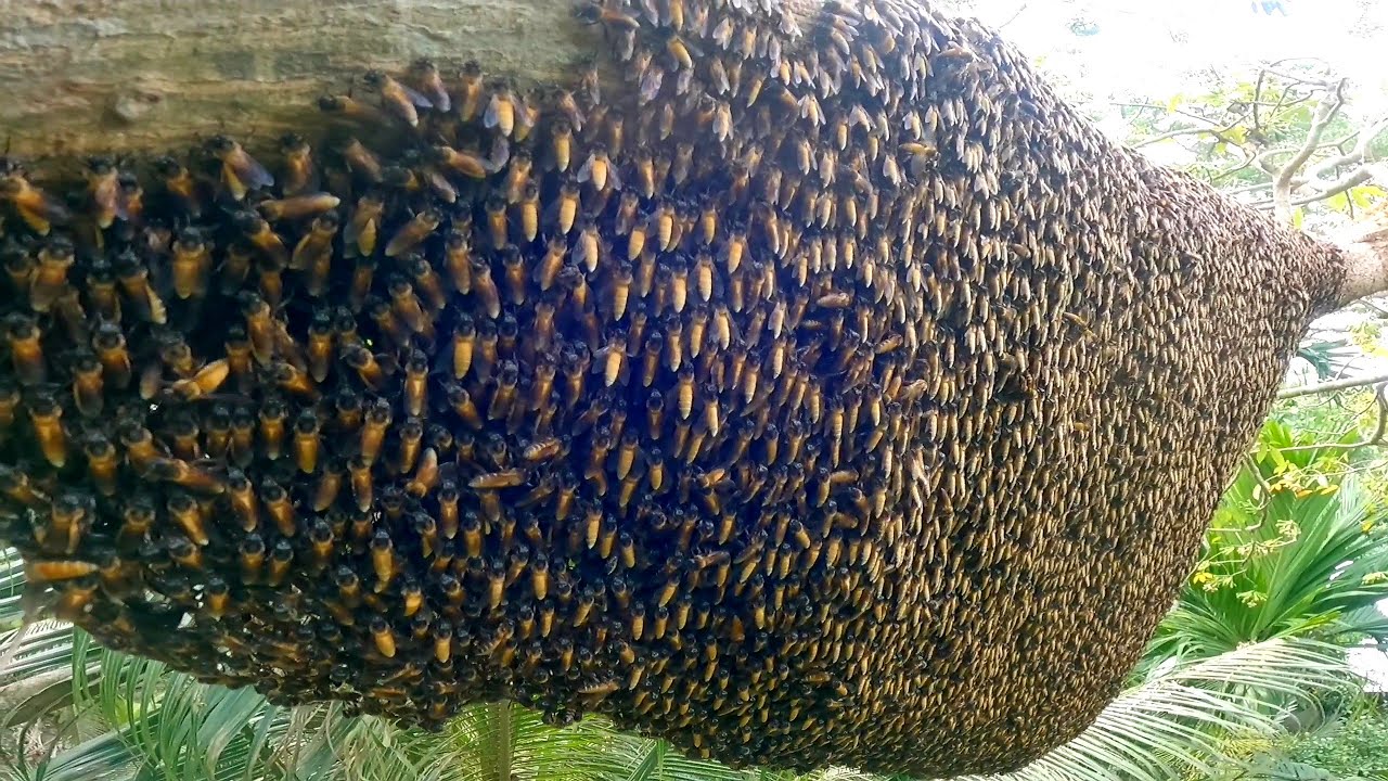 Bắt hai tổ ong khổng lồ bắt ngờ vừa lên tổ thứ hai đã bị nó bu như cục mật