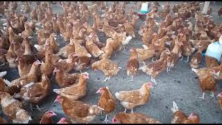 ufugaji wa Kuku wa Mayai / How to grow layers chicken 🐔 ( FARMING )