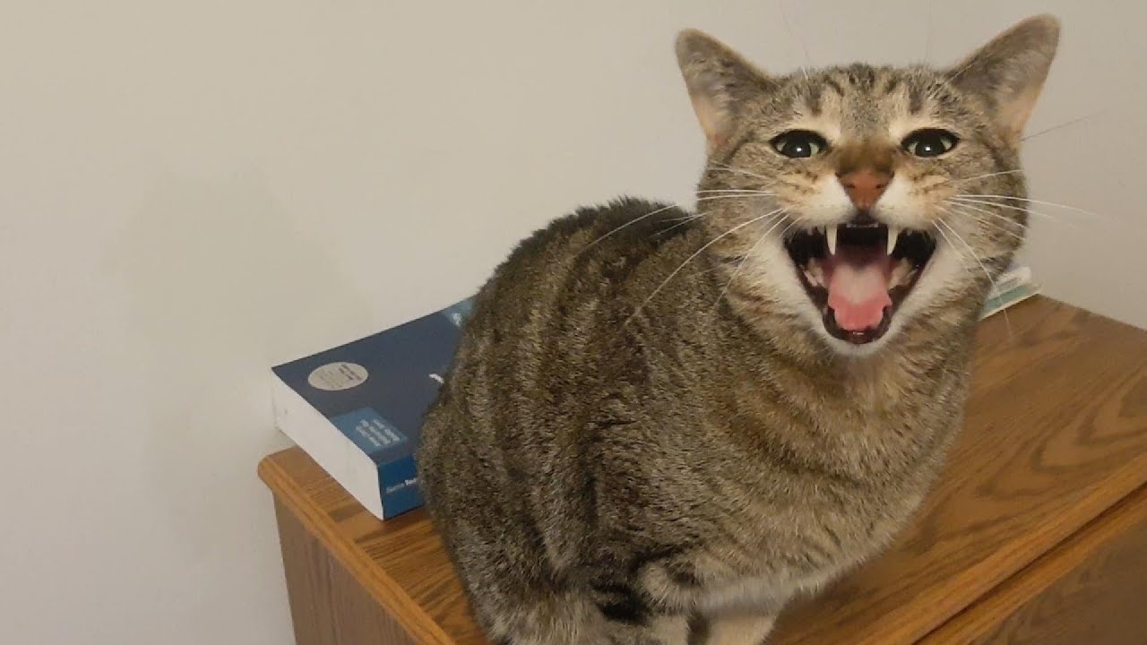 Meows Gets his Close up!