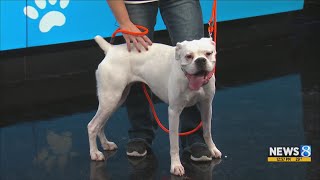 KCAS Pets of the Week: Spotarella and Esther