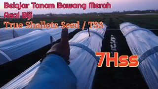 Learning to Plant Shallots TSS/True Shallots Seed, 7HSS Opening the Cover and Installing the Cover