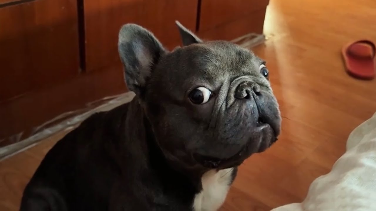 French Bulldogs Can't Stop Being Dramatic 🤣 Funny Dog Videos 2025
