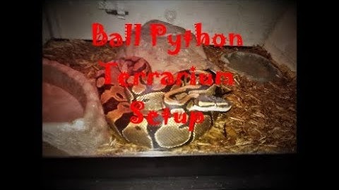 How To Set Up a Ball Python Terrarium