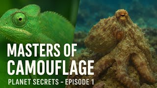Masters of Camouflage – The Hidden Power of Nature | Planet Secrets | Friends of Nature