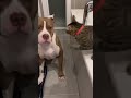 Angry Cat Attacks Dog After Being Pushed Into Water#baby #viral #shortvideo #funny