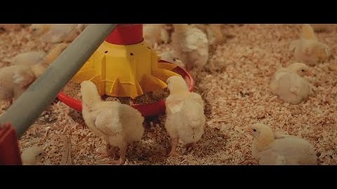 Hammoudeh gains free-range working solutions and processes with SAP Business One