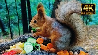 видео: Белочка съела все огурцы... 🤗 / The squirrel ate all the cucumbers... 🫶 (Скатерть Самобранка) #белки картинка: Белочка съела все огурцы... 🤗 / The squirrel ate all the cucumbers... 🫶 (Скатерть Самобранка) #белки