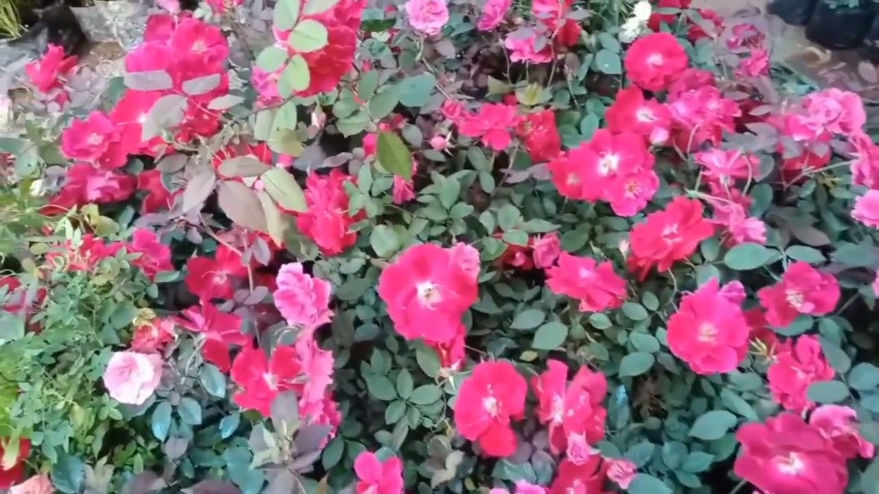 Rosas kung Saan-saan!!!