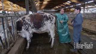 Vaches Normandes de l'élevage de Sébastien Béchet à Charcé (49)