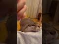 甘える鳴き声がかわいすぎるカワウソ😍