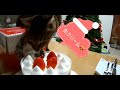 クリスマスケーキと猫20181224 キジトラ きゃっちーさん アビシニアン あびちゃん cat Abyssinian Brown tabby