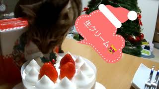 クリスマスケーキと猫20181224 キジトラ きゃっちーさん アビシニアン あびちゃん cat Abyssinian Brown tabby