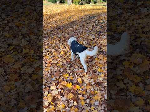 Fall in Vermont Timeline Cleanse