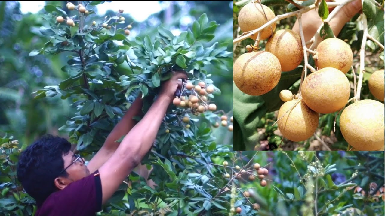 সেরা জাতের বানিজ্যিক লঙ্গান ভিয়েতনাম সাইগণ l অতিরিক্ত ফলন , প্রচুর শাঁস , চড়া মিষ্টি l