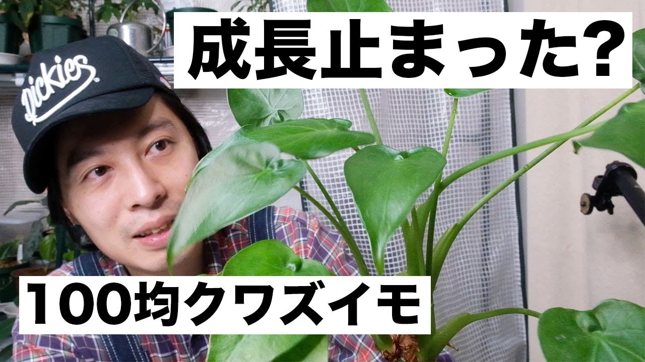 観葉植物 １００均で購入したクワズイモの成長が止まった ヒメクワズイモ Youtube