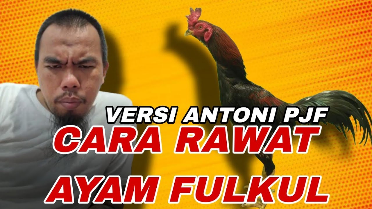 Cara rawat ayam fulkul versi 