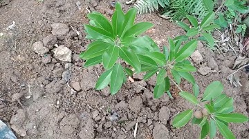 trồng cây hồng xiêm bên Mỹ cho thu nhập tiền tỷ.Planting sapodilla in the US  millions dollars