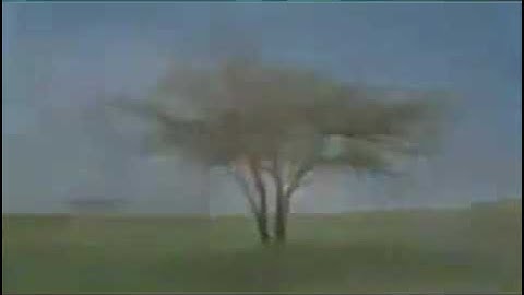 تلاوه جميله بصوت خشوع من الشيخ غالب جسار تلاوه بصوت هادئ #اليمن