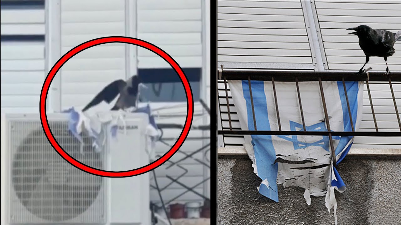 Crow filmed destroying the Israeli flag, Why are they calling it smartest avian on earth?