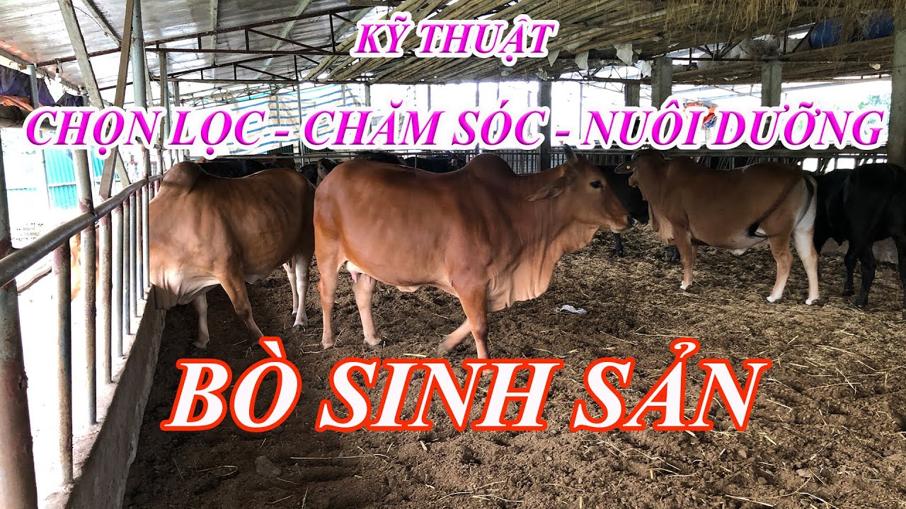 KỸ THUẬT CHỌN LỌC, CHĂM SÓC, NUÔI DƯỠNG BÒ SINH SẢN HIỆU QUẢ CAO