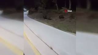 Aç Kalan Domuz Sürüleri, Üniversite Kampüsüne Indi