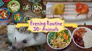 Evening Routine Feeding My Pets