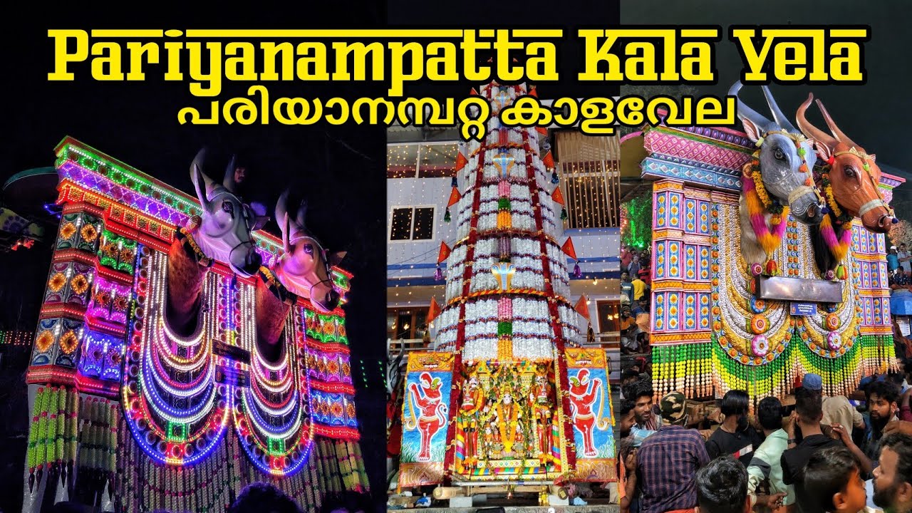 പരിയാനമ്പറ്റ കാളവേല - Pariyanampatta Pooram | കാളകൾ ക്ഷേത്രത്തിലേക്ക് ഇറങ്ങുന്ന കാഴ്ച