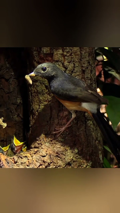 Burung murai liar memberi makan anaknya di dalam lubang pohon #kucicahutan #muraibatu