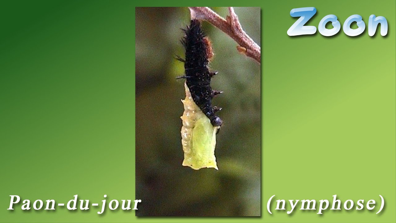 Nymphose du Paon-du-jour - the European peacock