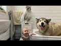 It's BATH TIME Again! Phil Loves Water But Hates Baths! (World's Cutest Doggo!)