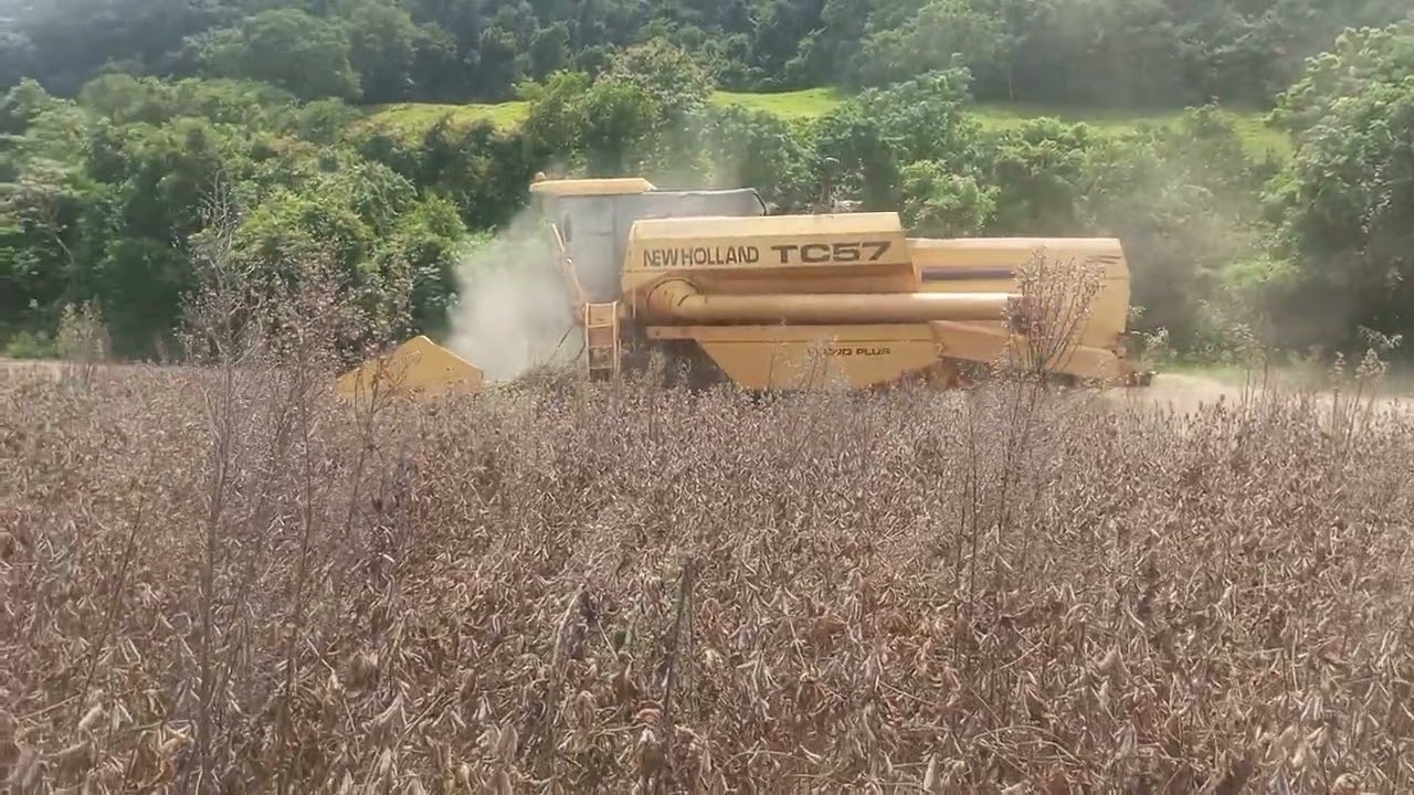 Tamos na colheita ainda 😃😄